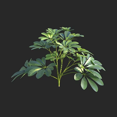 Lush Green Plant With Multiple Branches And Broad Leaves On Black Background 3d model