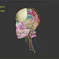 Human Head Organs Anatomical Structure 3D Model with Skull Brain and Nerves 3d model