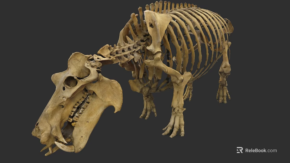 Aquatic Animal Skeleton Display With Large Skull And Anatomical Bone Structure 3d model 