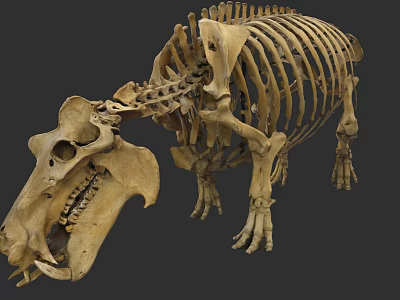 Aquatic Animal Skeleton Display With Large Skull And Anatomical Bone Structure 3d model