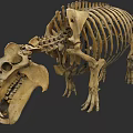 Aquatic Animal Skeleton Display With Large Skull And Anatomical Bone Structure 3d model