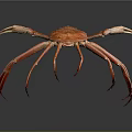 Giant Red Crab With Long Spiny Legs And Textured Shell On Dark Background