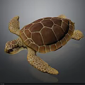 Brown and Orange Sea Turtle Displaying Textured Shell Patterned Flippers and Detailed Limbs 3d model
