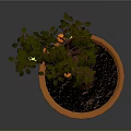 Potted Fruit Tree With Green And Orange Fruits In Orange Planter