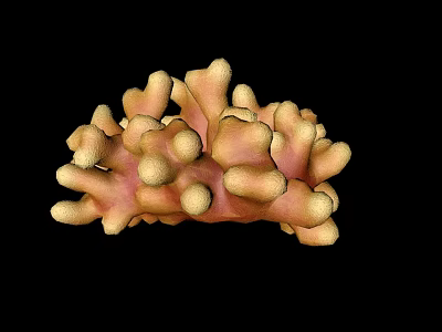 Vibrant Pink And Yellow Branching Coral In Black Background Aquatic Animal Habitat 3d model