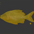 Silver And Orange Fish With Reflection On Gray Background And Small Cube