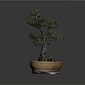 Bonsai Tree Bonsai Pottery Pot Roots Green Leaves Pottery Pottery Flower Pot