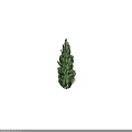 Tall Evergreen Arbor With Dense Green Foliage And Brown Trunk On Dark Background