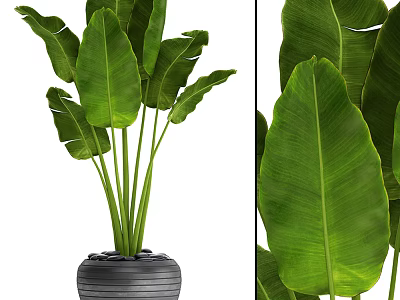 Lush Potted Plant with Large Green Leaves in Gray Pot and Stones 3d model