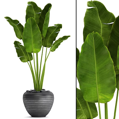Lush Potted Plant with Large Green Leaves in Gray Pot and Stones 3d model