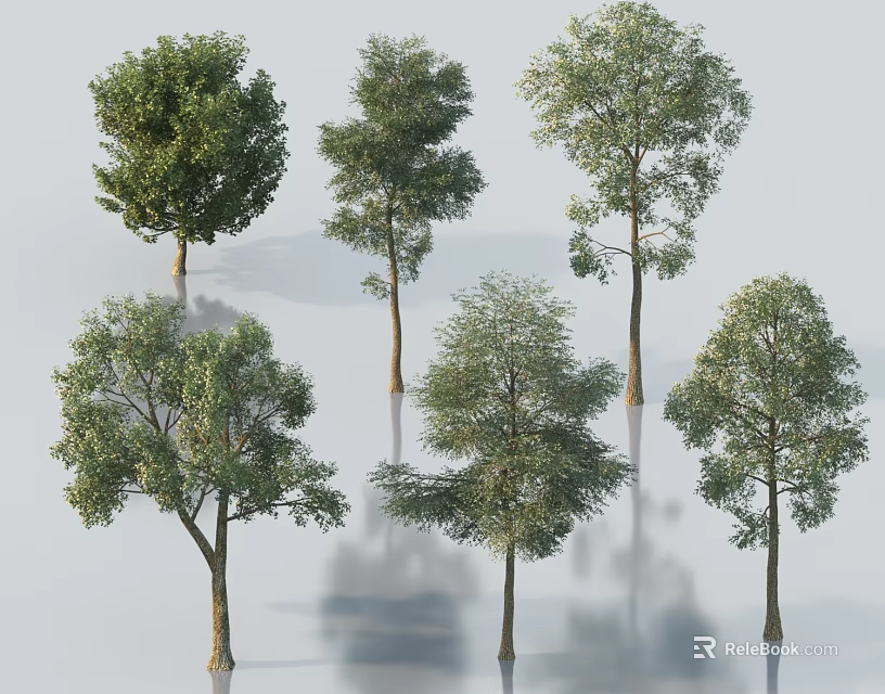 Green Leaf Trees In Various Shapes With Trunks And Reflections On White Background 3d model