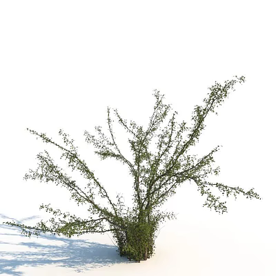 Healthy Shrub With Lush Green Branches And Fresh Leaves In Outdoor Space 3d model