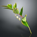 Green Leaf Plant With Yellow Stripes And White Bell Shaped Flowers On Red Stem
