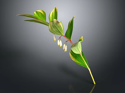 Green Leaf Plant With Yellow Stripes And White Bell Shaped Flowers On Red Stem 3d model