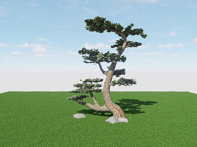 Modeling Pine Tree Pine Tree Landscape Tree 3d model