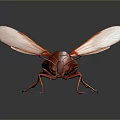 Detailed Red Cockroach With Transparent Wings Macro View On Dark Background 3d model