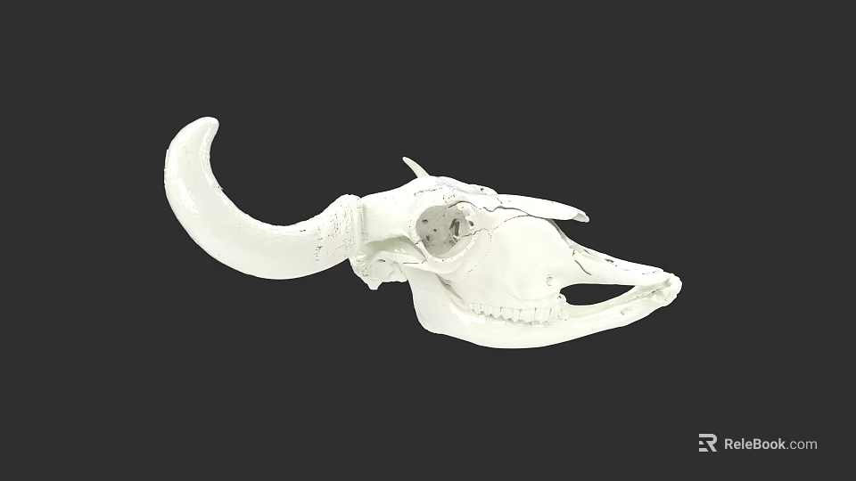 White Animal Skull With Curved Horns Detailed Structure Isolated On Black Background 3d model 
