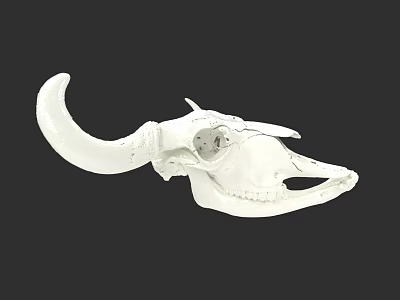 White Animal Skull With Curved Horns Detailed Structure Isolated On Black Background 3d model