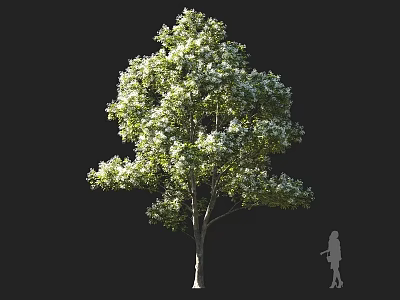 Tall Green Arbor With Dense Foliage And White Blossoms Near Silhouette Figure 3d model