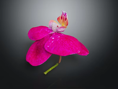 Beautiful Pink Orchid With Large Petals And White Yellow Center Against Black Background 3d model