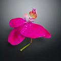 Beautiful Pink Orchid With Large Petals And White Yellow Center Against Black Background