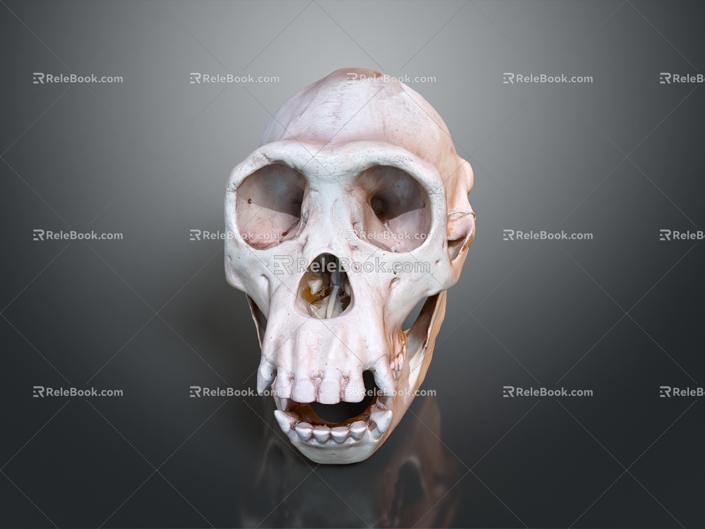 Modern Skull Human Skull Fossil Skull Skeleton 3d model