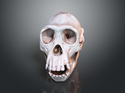 Modern Skull Human Skull Fossil Skull Skeleton model