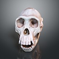 Modern Skull Human Skull Fossil Skull Skeleton 3d model