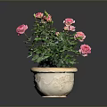 Potted Pink Rose Plant with Green Leaves and Blooming Pink Flowers in Decorative Ceramic Pot