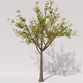Modern Trees Beech Trees Arbor Plants 3d model