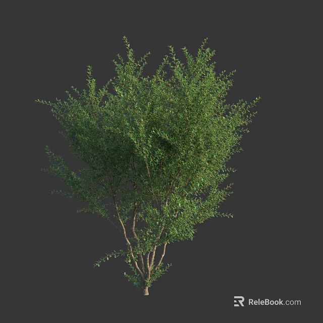 Lush Green Shrub with Dense Foliage and Fresh Healthy Leaves in Natural Growth Form 3d model 