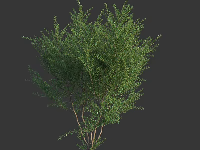 Lush Green Shrub with Dense Foliage and Fresh Healthy Leaves in Natural Growth Form 3d model