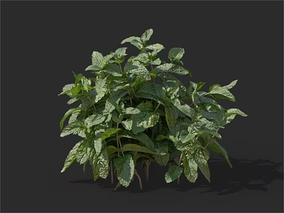 Green Mint Plant With Lush Leaves And Distinct Leaf Veins On Black Background 3d model
