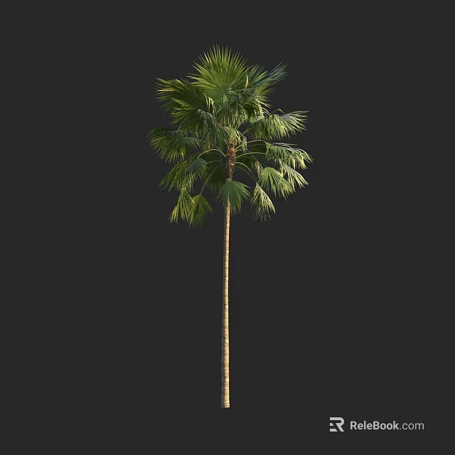 Tall Palm Tree With Lush Green Fronds Isolated On Black Background 3d model 