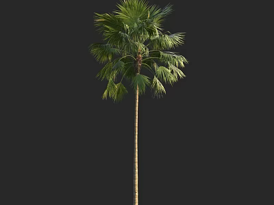Tall Palm Tree With Lush Green Fronds Isolated On Black Background 3d model