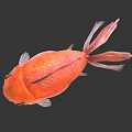 Red and White Goldfish With Golden Scales Yellow Eyes Fins Tail Against Light Gray Background