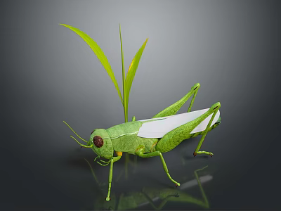 Green Grasshopper With Red Eyes And White Wings Near Green Grass Leaves On Gray Background 3d model