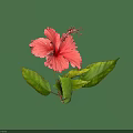 Vibrant Red Hibiscus Flower With Lush Green Leaves On Black Background