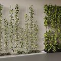 Indoor Living Plant Screen With Vertical Greenery And Climbing Vines