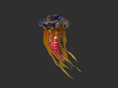 Colorful Jellyfish with Blue Umbrella Body and Yellow Red Tentacles in Underwater Habitat 3d model