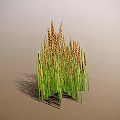 Tall Green Stem Cereal Cluster With Brown Grain Ears On Light Background 3d model