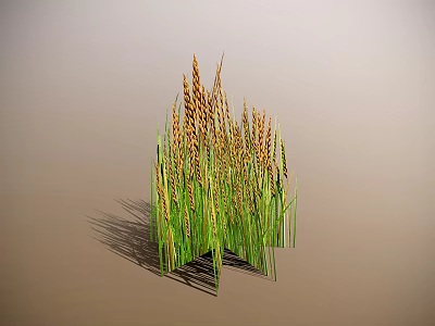 Tall Green Stem Cereal Cluster With Brown Grain Ears On Light Background 3d model