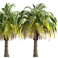 Tropical Palm Trees With Green Yellow Leaves And Natural Trunk Texture In Garden