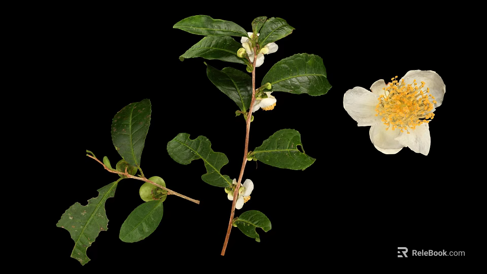 Fresh Green Plant with Lush Leaves White Flowers and Tiny Fruits on Black Background 3d model 