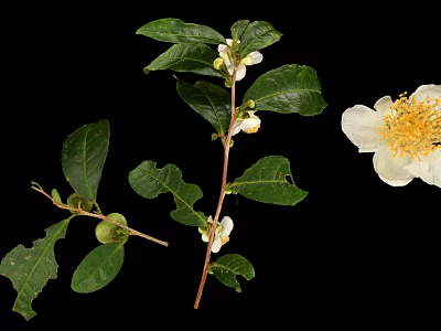 Fresh Green Plant with Lush Leaves White Flowers and Tiny Fruits on Black Background 3d model