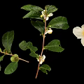 Fresh Green Plant with Lush Leaves White Flowers and Tiny Fruits on Black Background