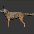 Realistic Wolf Standing Pose With Orange Brown Coat And White Belly On Dark Reflective Background