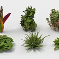 Garden Landscape Design with Various Green Plants and Foliage Types