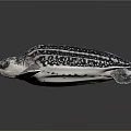 Realistic Sea Turtle With Black And White Patterned Shell And Flippers
