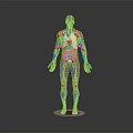 Anatomical Head Organs With Vascular Network In 3D Human Anatomy Model